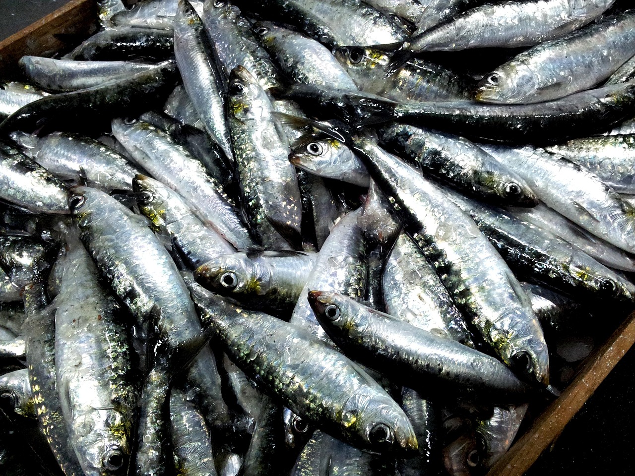 sardines, malpica de bergantiños, coruña, sardines, sardines, sardines, sardines, sardines